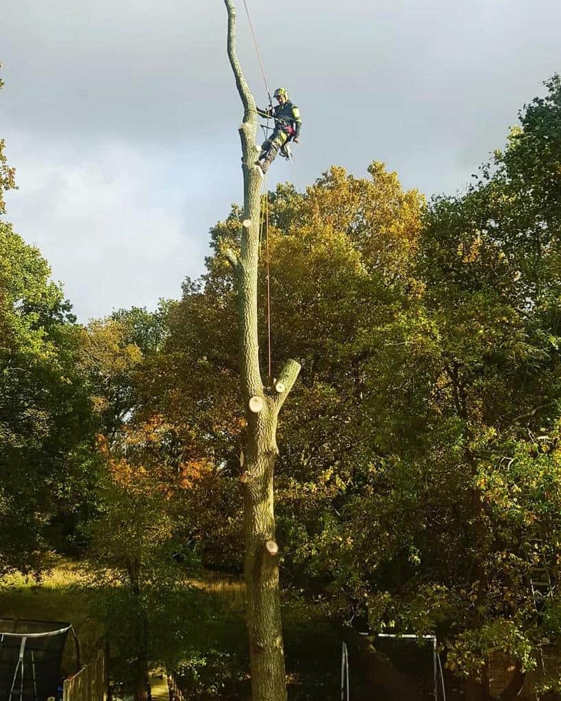 This is a photo of an operative from NS Tree Surgery Ascot felling a tree. He is at the top of the tree with climbing gear attached about to remove the top section of the tree.