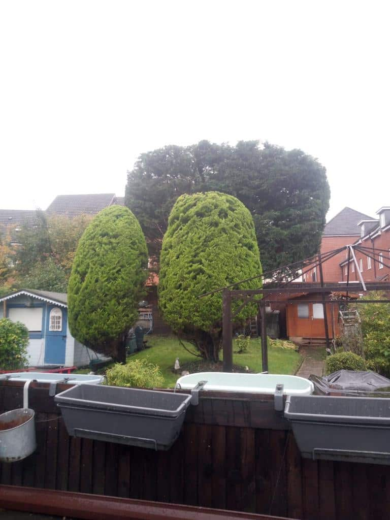 This is a photo of two tree in a garden that have just been trimmed. They have been sculpted by the operatives of NS Tree Surgery Ashtead