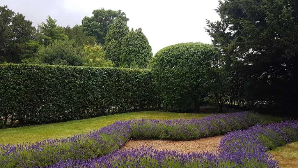 This is a photo of a garden hedge that has just been trimmed by NS Tree Surgery Ascot