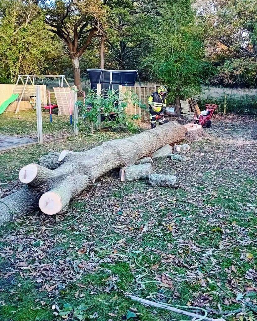 This is a tree laying on the ground of a garden that has just been felled by the operatives from NS Tree Surgery Ascot