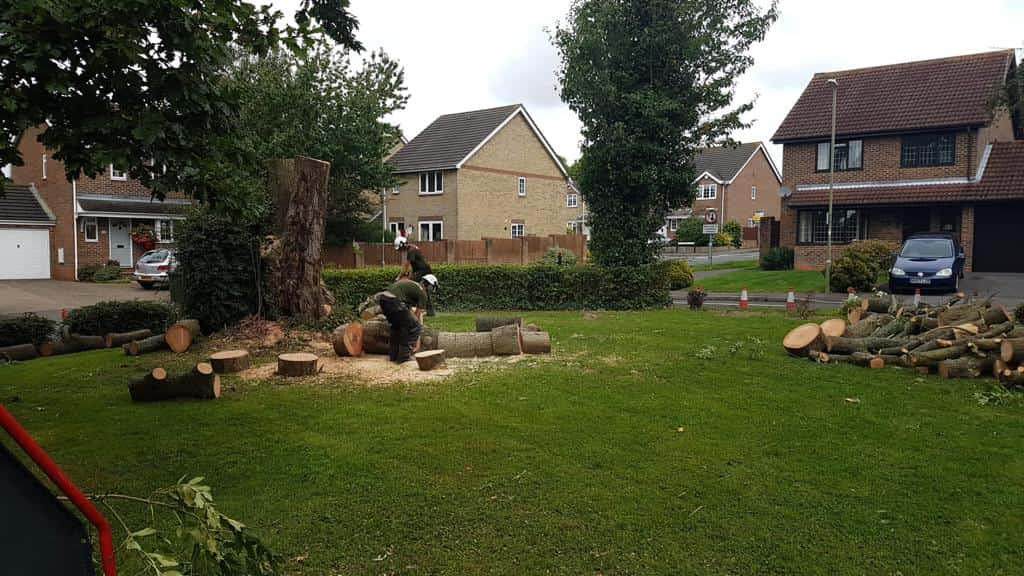 This is a photo of a tree that has been cut into sections on a communal area, and is now being removed from site. Works undertaken by NS Tree Surgery Ascot