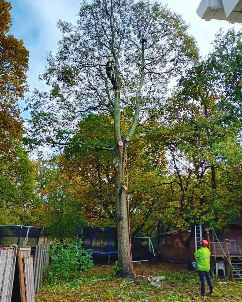 This is a photo of a tree being pruned, there is a man up the tree cutting a section of it down while another man is standing in the garden of the property where the tree is located overseeing the work. Works carried out by NS Tree Surgery Ascot