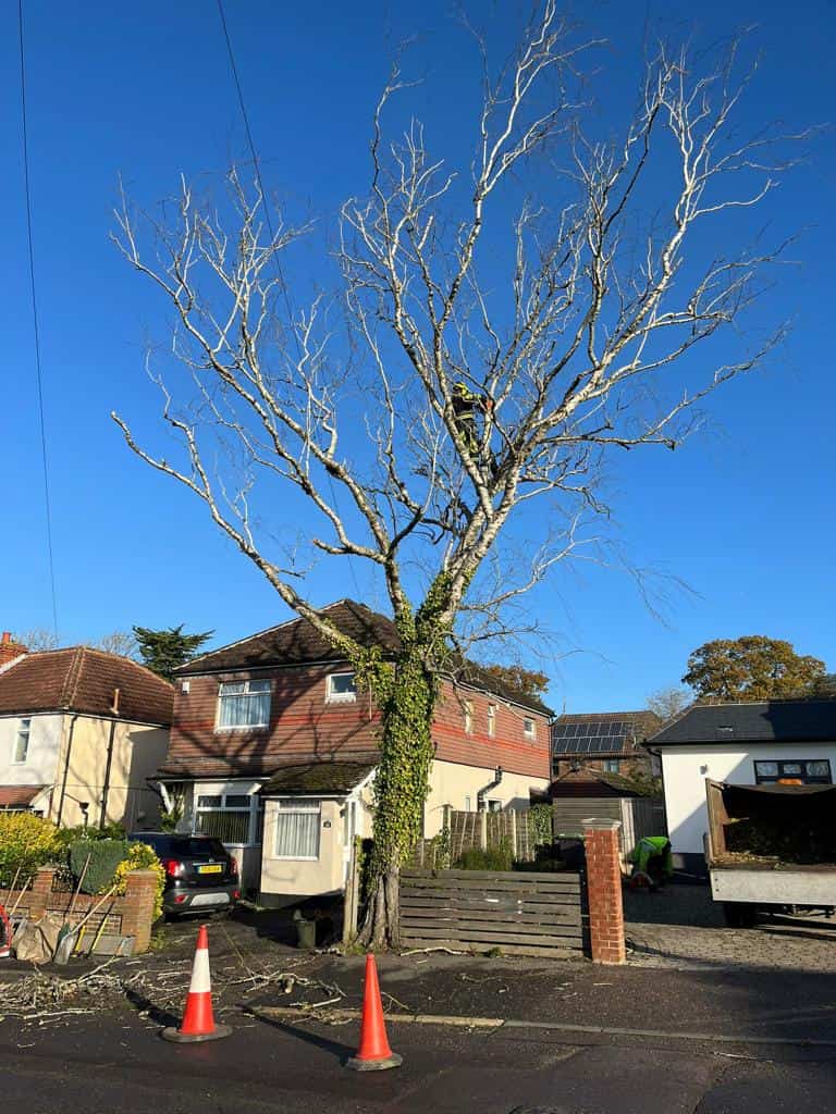 This is a photo of a tree on the pavement that is having limbs removed which are near to power lines. Works undertaken by NS Tree Surgery Ascot