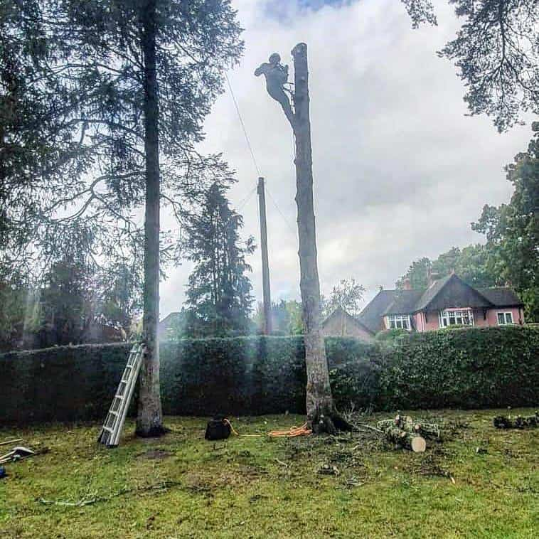 This is a photo of a tree that is being removed, there is just the trunk remaining and the operative from NS Tree Surgery Ascot is at the top cutting a section of it off.